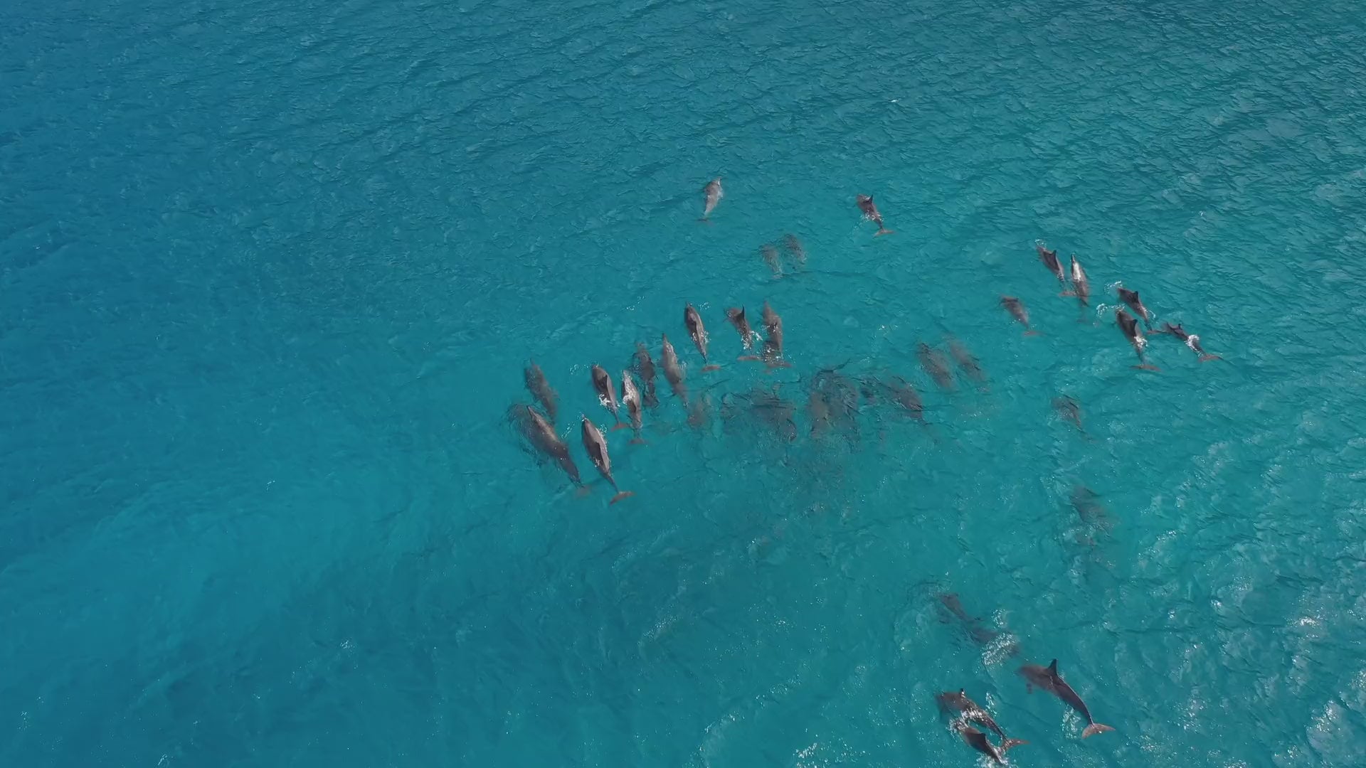 Think Ocean Save Marine Animals Plastic Pollution